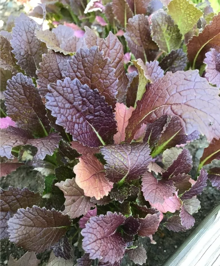 AW 250 Seeds Red Giant Mustard Brassica juncea Organic Herb Easy To Grow - $9.19