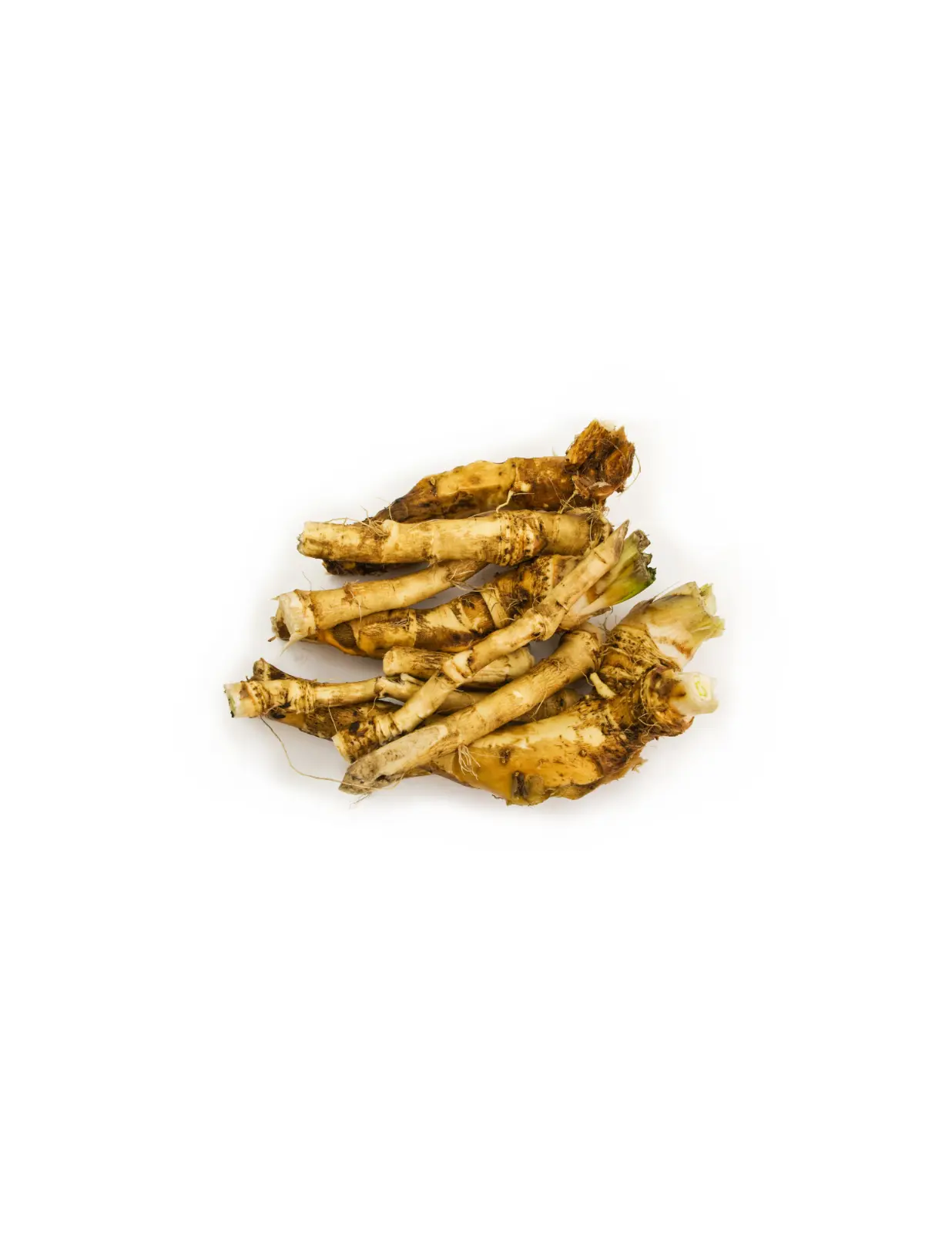 1 Root Big Top Horseradish  - £15.54 GBP