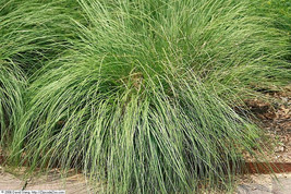 200 Prairie Dropseed Ornamental Native Grass Sporobolus Heterolepis Seeds Fresh  - $15.20