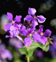 500 Purple February Orchid Violet Cress Orychophragmus Flower Vegetable Seeds - £14.53 GBP