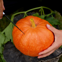 Sweet Baby Pumpkin 8 PCS Seeds - £7.30 GBP