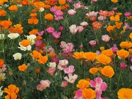 Poppy Mission Bell Mix 500 Seeds  - $5.99