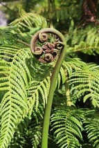 Cyathea Gleichenioides tree fern - £2.96 GBP