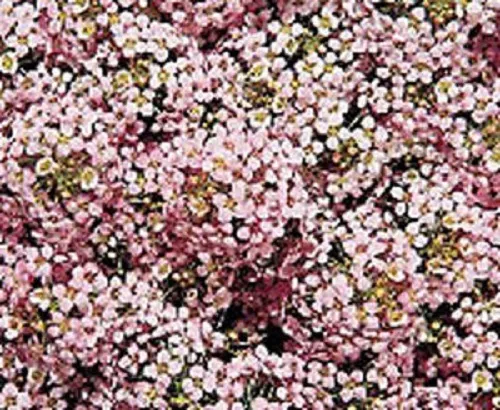 Alyssum Seeds Wonderland Pastel Pink Ground Cover 100 Seeds Fresh Seeds - £19.89 GBP