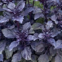 Fresh Seeds USA Seller Dark Opal Basil 25 Seeds - £3.89 GBP