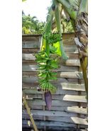 Live Plant - Musa - Dwarf Cavendish - 2 Ft. Tall - Banana Tree - £78.27 GBP