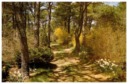 Pathway To Daffodil Gardens Chatham Cape Cod Massachusetts Postcard - £18.15 GBP