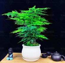 Asparagus fern Seeds - $4.68