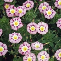 Jstore USA 50 seeds Morning Glory Ensign Rose Convolvulus Tricolor Minor Fast Sh - £5.76 GBP