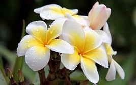 Hawaiian White Plumeria Plant Cutting Unrooted KH4 - £20.77 GBP