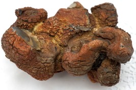 Rare Jumbo Size Lumpy Snakeskin Agate from Oregon 6 ounces - £23.88 GBP