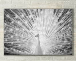 White Peacock, Wildlife, Nature Art - Fine Art Photo on Metal, Canvas or Paper - £25.31 GBP+