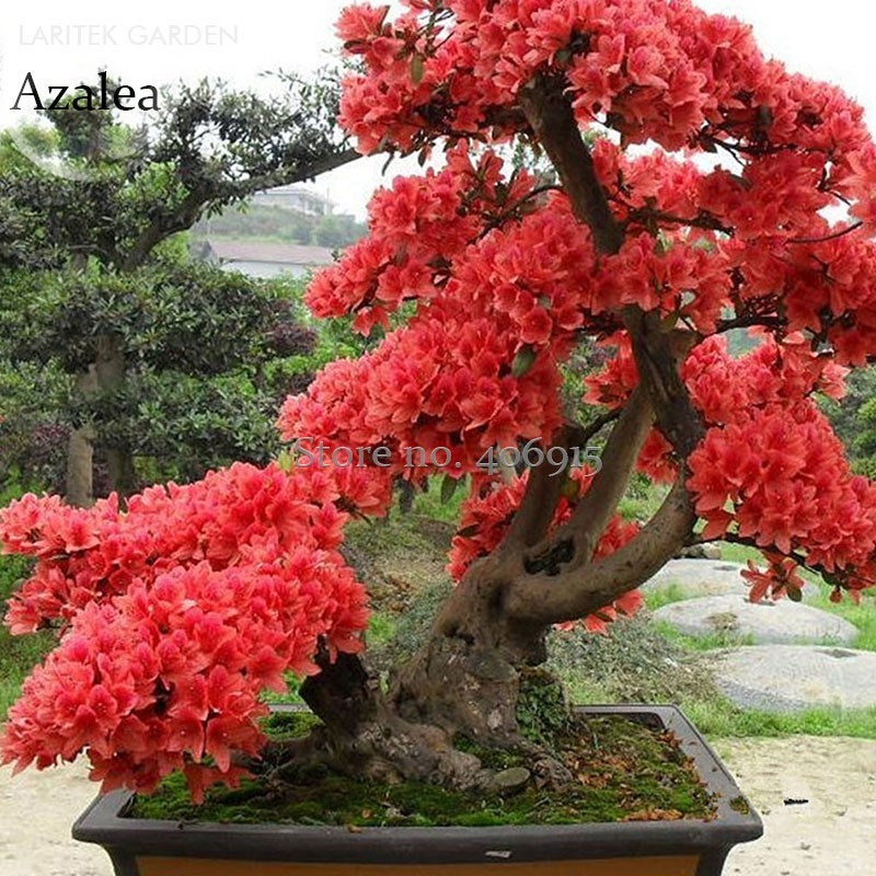 Rose Red Zalea Rhododendron 50 Seeds Bonsai Flowers Plant Garden - $2.94