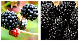3 Pack Thornless Big Daddy Blackberry Live Plants  - £54.47 GBP