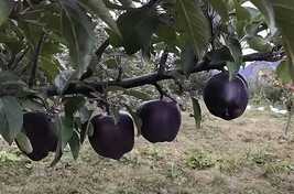 Rare &amp; Expensive Black Diamond Apple  Kala Apple, Pack Of 1 Healthy Plant - £15.71 GBP