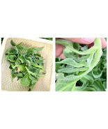 Crystalline Ice Plant Vegetable Seeds - INTERNATIONAL SHIPPING - 900 Seeds  - £25.81 GBP