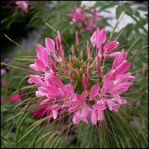 100 Pink Punch Spider Seeds Clome Spinosa Perennial Fresh Gardening - $8.98