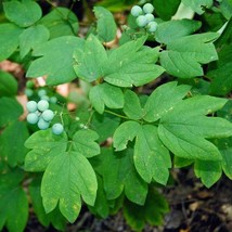 5 Blue Cohosh Plants Caulophyllum Thalictroides Bare Root Organic Botani... - $18.61 CAD