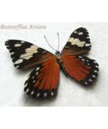Red Cracker Hamadryas Amphinome Real Butterflies Framed Entomology Shado... - $80.87 CAD
