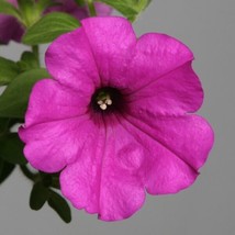 Petunia Seeds Petunia Explorer Purple 25 Pelleted Seeds Fresh Garden USA SELLER - £24.48 GBP