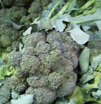 Broccoli Waltham Broccoli 180 Seeds - £3.95 GBP