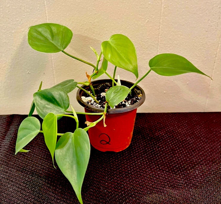 Heart Leaf Pothos In Pot - $16.55