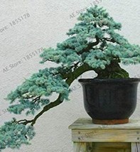 Cedrus Deodara Cedrus Deodara Conifer Plant Bonsai Tree Flores Light Blue Deodar - £8.95 GBP