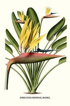 Yellow Bird of Paradise - Mandela&#39;s Gold by Louis Benoit Van Houtte - Art Print - £17.57 GBP+