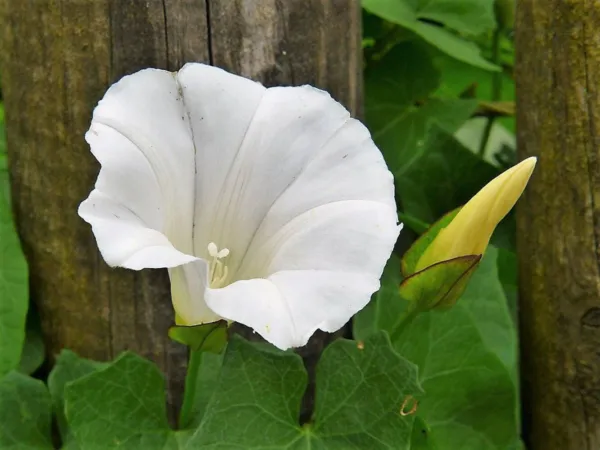 Top Seller 50 Moonflower Morning Glory White Moon Flower Ipomoea Alba Fl... - £11.46 GBP