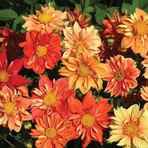 30 Seeds Dahlia Collarette Sunny Reggae Mix Flower Annual Bi-Color - £13.95 GBP