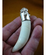 (G963-16-11) Extra LARGE 3-3/8&quot; GATOR Alligator Tooth SILVER CAP gators ... - €329,04 EUR