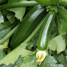 Grow In US Dark Green Zucchini Squash Seeds 25 Ct Vegetable Non-Gmo - £6.95 GBP