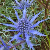 Fast Ship USA Seller Eryngium Planum Sea Holly 20 Seeds - £12.09 GBP