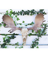 Czar North American Bull Moose Skull Wall Decor 22&quot;Wide Wall Mount Plaqu... - €65,66 EUR