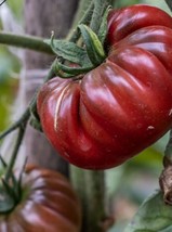 SEED-TOMATO Cherokee Purple - Heirloom Rich Sweet Unique Flavor and Appearance - $3.47