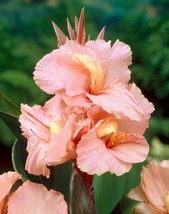 Canna Lily Salmon Beauty Peach Flower Tall Variety 1 Rhizome Bulb - £11.68 GBP