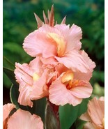 Canna Lily Salmon Beauty Peach Flower Tall Variety 1 Rhizome Bulb - £11.67 GBP