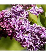 Sensation French Lilac Syringa 4&quot; Pot Extremely Fragrant - $60.77 CAD