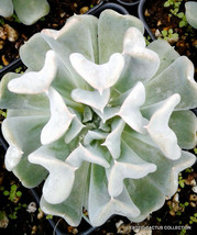 Echeveria Runyonii Cv. Topsy Turvy Rare Exotic Succulent Cactus Cacti 4&quot; Plant - £11.84 GBP