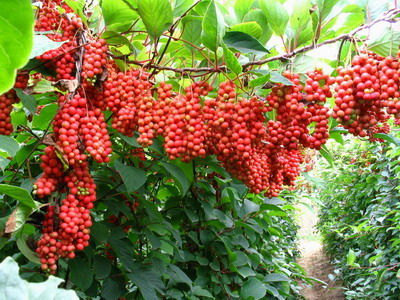7 Schisandra Chinensis Seeds-1322