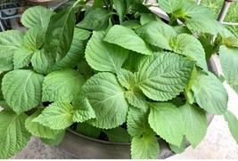 500 Seeds Shiso Fresh Perilla Frutescens Heirloom Seeds Quick Setup Garden Ready - $8.35