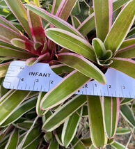 Exotic TROPICAL LANDSCAPE PLANT Pup Bromeliad White Red Green colorful u... - $21.77