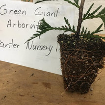 15 Thuja Green Giant Arborvitae 2.5" pot 6-12" image 4