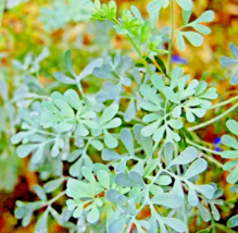 RAFH Rue 300 Seeds Repellent Spring Heirloom Herbs Seeds USA Seller - £6.88 GBP