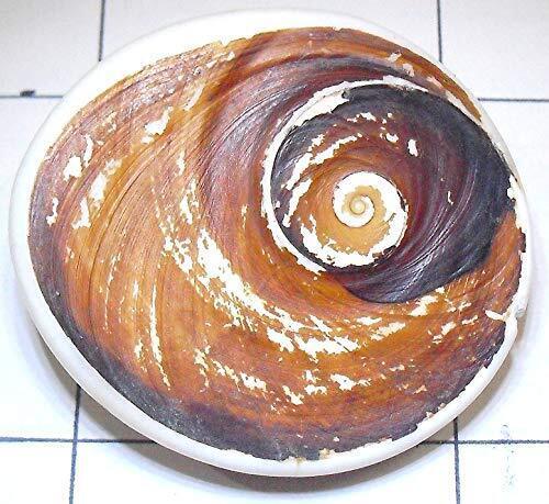 Big Original Gomati Chakra Shubh Mantra Siddha Natural Divya Holy Stone ... - $32.54