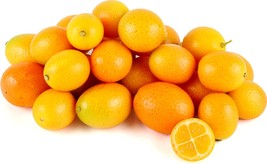 Meiwa Kumquat Citrus Tree, 1-2 feet tall, grafted, Can not ship to Az, C... - $172.00