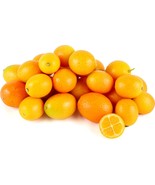 Meiwa Kumquat Citrus Tree, 1-2 feet tall, grafted, Can not ship to Az, C... - $3,146.36 MXN