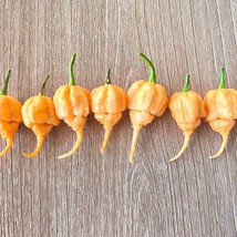 Jays 7 Pot Primo Peach Pepper Seeds Organic Superhot Pepper. Great For Gardening - $9.15