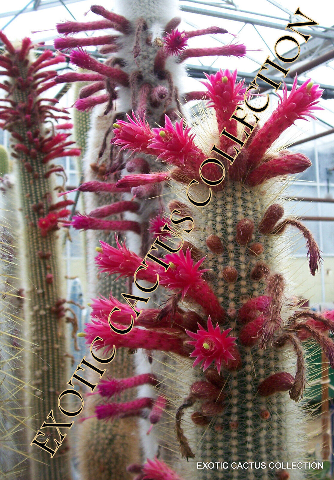 Primary image for Cleistocactus strausii, Silver Torch Cactus rare cereus columnar cacti 50 SEEDS