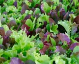 Mesclun  Mix Seeds 500 Lettuce Kale Tatsoi Healthy Garden Greens Fast Sh... - $8.99